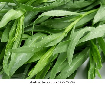 Tarragon Isolated On White 