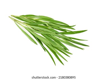 Tarragon Isolated On A White Background.