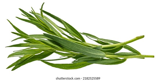 Tarragon Isolated On White Background