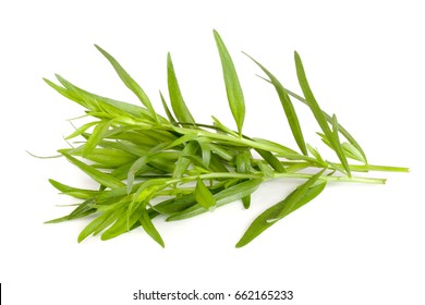 tarragon isolated on a white background. Artemisia dracunculus