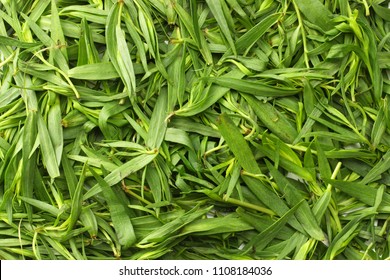 Tarragon leaves background. Tarragon leaves texture.( Artemisia dracunculus ) 