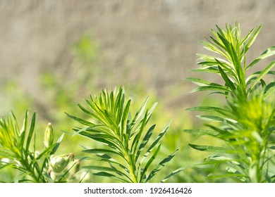 Tarragon leaves on the background of the forest. The growth of tarragon in natural conditions and environment.