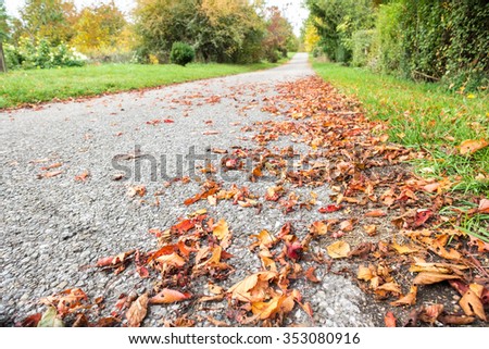 Tarred path with leafs in autumn colouring