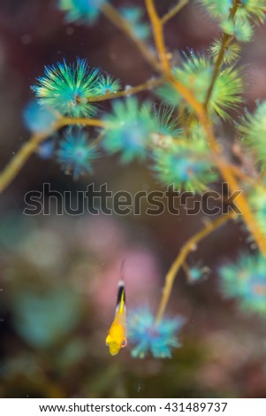 Similar – Image, Stock Photo Ocellaris clownfish Amphiprion ocellaris