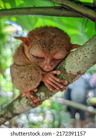 Tarsier hey are found primarily in forested habitats, especially forests that have liana, since the vine gives tarsiers vertical support when climbing trees.