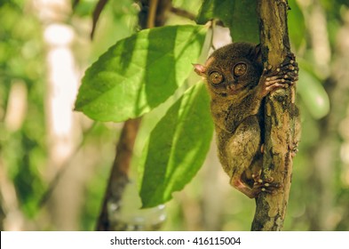 Tarsier monkey in Cebu, Philippines- Tarsius Syrichta