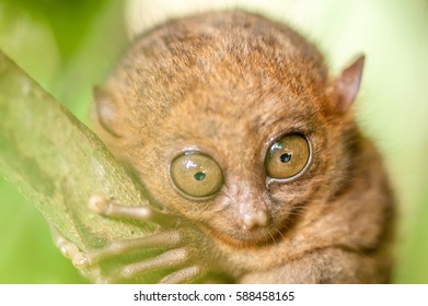 Funny Philippine Tarsier Tarsius Syrichta Bohol Stock Photo (Edit Now ...