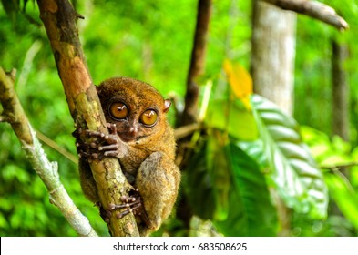 Tarsier is a nocturnal species and one of the smallest known primate that can be found in Bohol, Philippies.