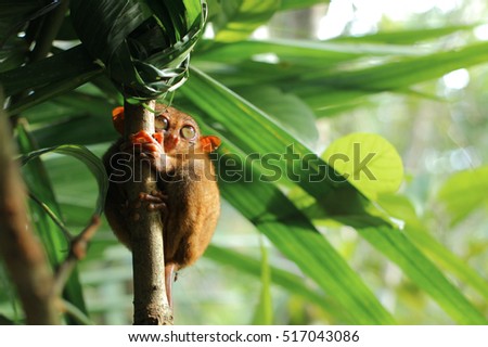 Tarsier (Tarsius Syrichta), Bohol, Philippines, closeup portrait, sits on a tree in the jungle. close-up. Indonesia. Sulawesi Island. An excellent illustration.
