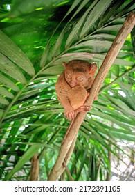 Tarsier they are found primarily in forested habitats, especially forests that have liana, since the vine gives tarsiers vertical support when climbing trees.