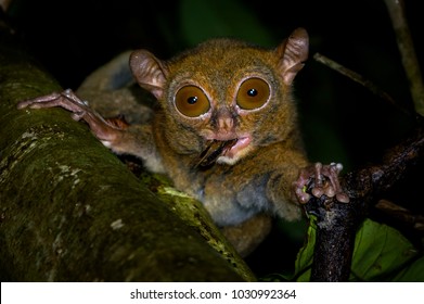 Tarsius is a genus of tarsiers, small primates native to islands of Southeast Asia.  All members of Tarsius are found on Sulawesi or nearby Indonesian islands.