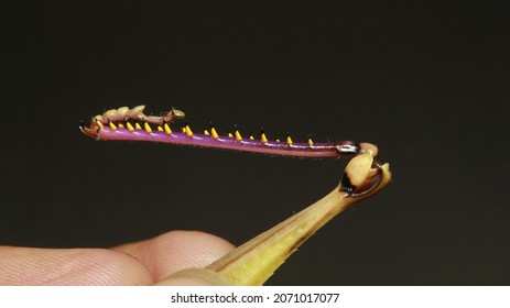 The Tarsus And Tibia Of The Grasshopper Jumping Leg 