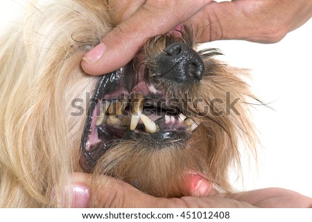 tartar teeth of old dog in studio