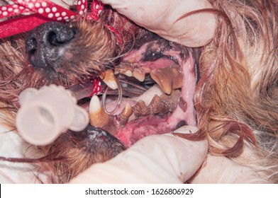 Tartar/calculus Dental In The Dog On The Corner Teeth (veterinary Stomatology)