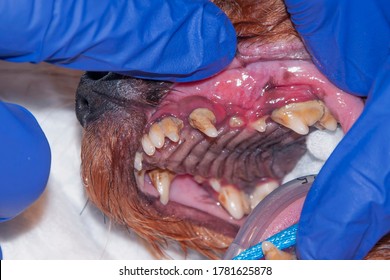 A Lot Of Tartar/calculus Dental In The Dog On The Corner Teeth 