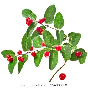 86 Tartarian honeysuckle Images, Stock Photos & Vectors | Shutterstock