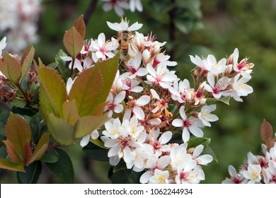 Gardening With John Steedman Hedges