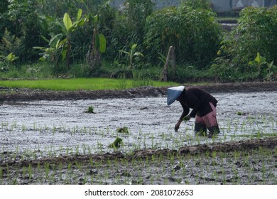 Petani Indonesia Images, Stock Photos u0026 Vectors  Shutterstock