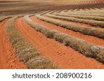 Tasmania lavender farm red soil field with agricultural harvesting of industrial scale herbs growth