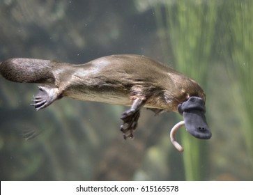 Tasmania , Platypus Eating Worm