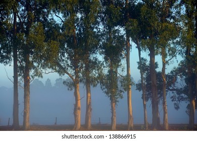 Tasmanian Bluegum Windbreak In Fog