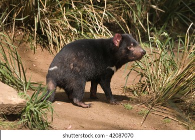 Tasmanian Devil