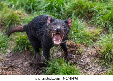 Tasmanian Devil Acting Aggressive With Mouth Wide Open, Teeth And Tongue Visible