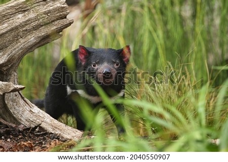 Tasmanian devil. Amazing creature pose in beautiful light. Fantastic scene with danger animal. Very rare and unique animal. Sarcophilus harrisii.