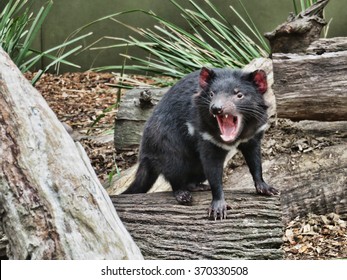 The Tasmanian Devil Baring Its Teeth At The Australian Reptile Park, Somersby New South Wales, Australia