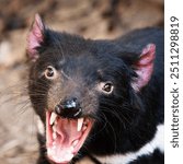 The Tasmanian devil is a carnivorous marsupial of the family Dasyuridae. The scientific name is Sarcophilus harrisii.