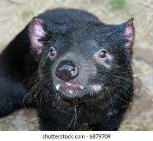 Tasmanian Devil Closeup