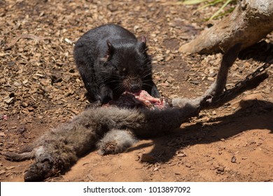 Tasmanian Devil Eating