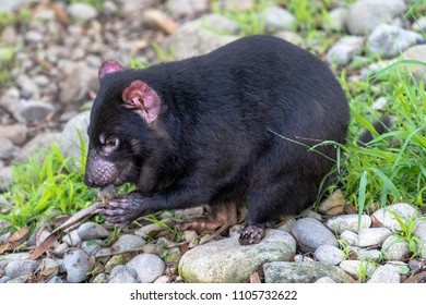 Tasmanian Devil Eating Food While Sitting On Rocks