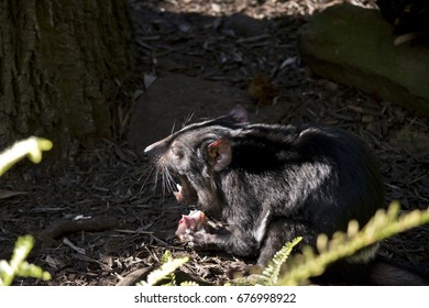 Tasmanian Devil Is Eating Raw Meat