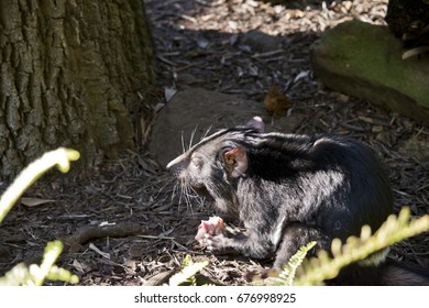 Tasmanian Devil Is Eating Raw Meat