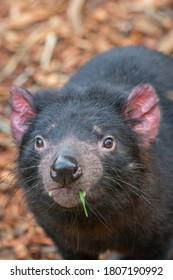 Tasmanian Devil Eating While Posing For Photo