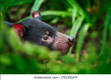 Tasmanian devil hidden portrait, Sarcophilus harrisii, carnivorous marsupial in the nature habitat. Rare animal from Tasmania. Cute black endemic mammal in the green vegetation, Tasmania wildlife.