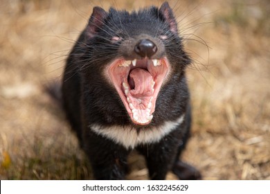 Tasmanian Devil With Mouth Open, Sarcophilus Harrisii