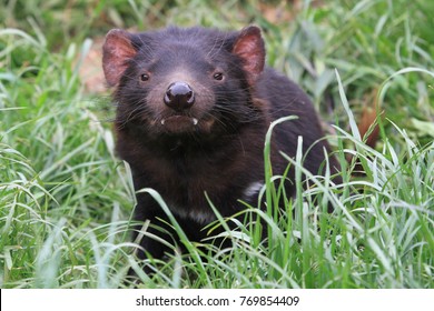 Tasmanischer Teufel auf grünem Gras in Tasmanien