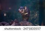 Tasmanian devil - Sarcophilus harrisii