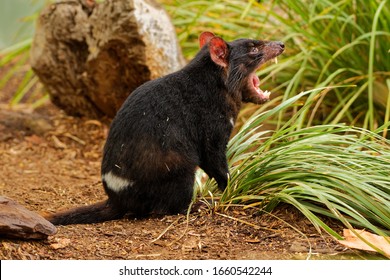 Tasmanian Devil - Sarcophilus harrisii carnivorous marsupial family Dasyuridae, native to mainland Australia and Tasmania, size of a small dog, it became the largest carnivorous marsupial in the world
