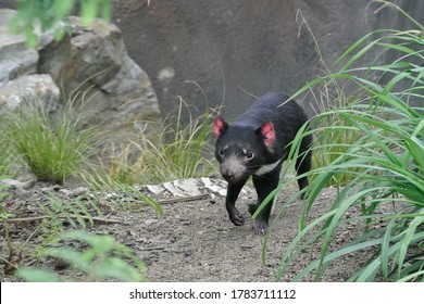 The Tasmanian Devil (Sarcophilus Harrisii) Is A Carnivorous Marsupial Of The Family Dasyuridae