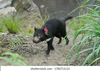 The Tasmanian Devil (Sarcophilus Harrisii) Is A Carnivorous Marsupial Of The Family Dasyuridae