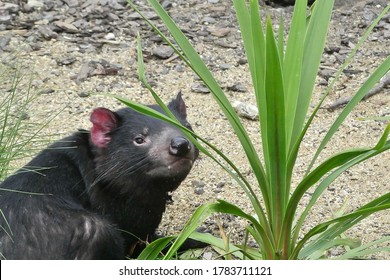 The Tasmanian Devil (Sarcophilus Harrisii) Is A Carnivorous Marsupial Of The Family Dasyuridae