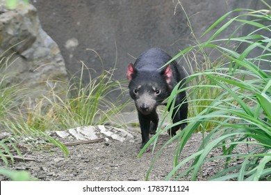 The Tasmanian Devil (Sarcophilus Harrisii) Is A Carnivorous Marsupial Of The Family Dasyuridae