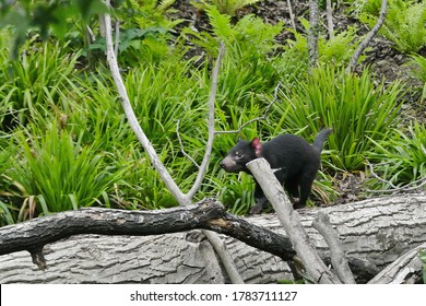 The Tasmanian Devil (Sarcophilus Harrisii) Is A Carnivorous Marsupial Of The Family Dasyuridae