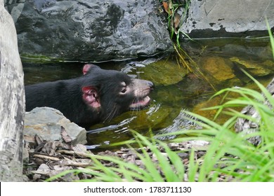 The Tasmanian Devil (Sarcophilus Harrisii) Is A Carnivorous Marsupial Of The Family Dasyuridae