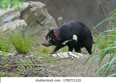 The Tasmanian Devil (Sarcophilus Harrisii) Is A Carnivorous Marsupial Of The Family Dasyuridae