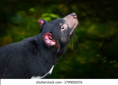 Tasmanian devil, Sarcophilus harrisii, carnivorous marsupial in the nature habitat. Rare animal from Tasmania. Cute black endemic mammal in the green vegetation, Tasmania wildlife.