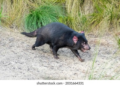 The Tasmanian Devil (Sarcophilus Harrisii) Is A Carnivorous Marsupial Of The Family Dasyuridae